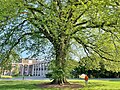 Smith College Elm Tree - May 2023.jpg