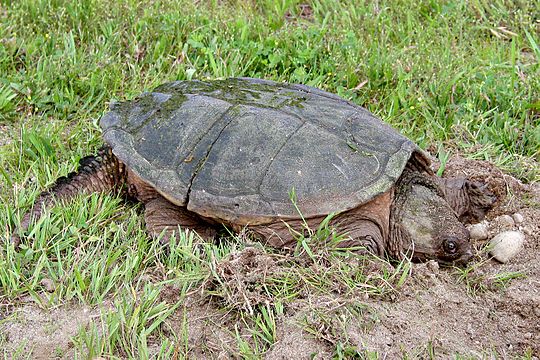 Язык черепахи. Каймановая черепаха (Chelydra serpentina). Каймановая и грифовая черепаха. Черепаха североамериканская. Белая Каймановая черепаха.