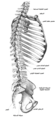 عظم القص في مقطع سهمي ، متصل بمحور الهيكل العظمي