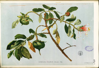 <i>Sonneratia</i> genus of plants