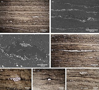 <span class="mw-page-title-main">Soom Shale</span> Late Ordovician lagerstatte formation in South Africa