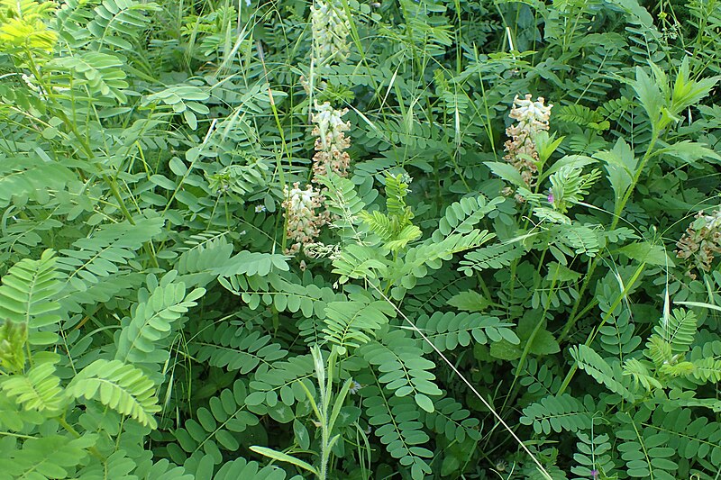 File:Sophora jaubertii kz02.jpg