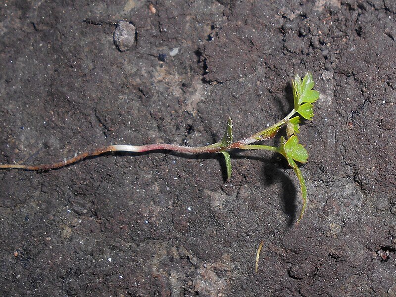 File:Sorbus aucuparia 2018-05-02 0204.jpg