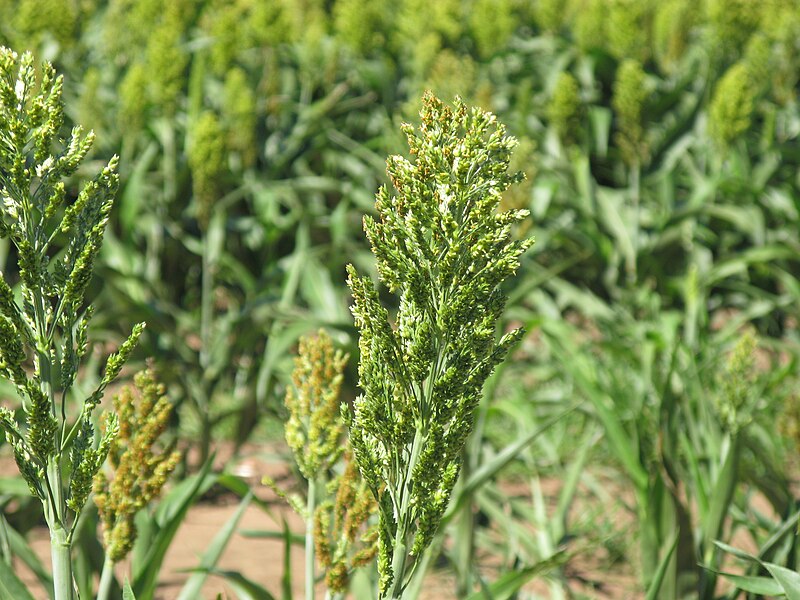 File:Sorghum bicolor flowerhead1 NWS - Flickr - Macleay Grass Man.jpg