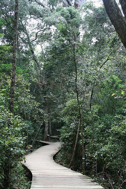 Tsitsikamma Forest walkway at the Big Tree