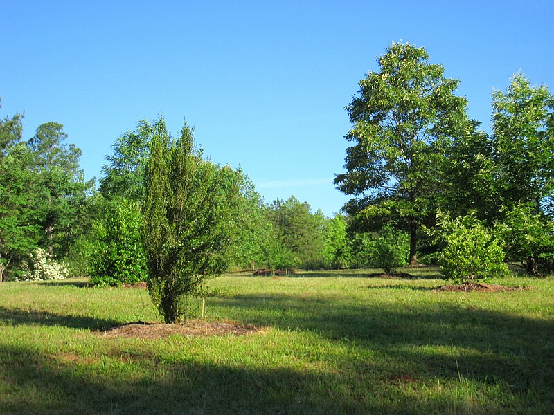 File:South Carolina Botanical Garden - arboretum 1.JPG