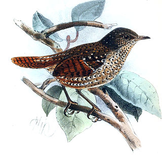 Spotted elachura species of bird