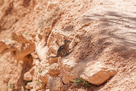 Golden-mantled ground squirrel (spermophilus_lateralis) along the Queen's Garden Trail in Bryce Canyon National Park in the United States.