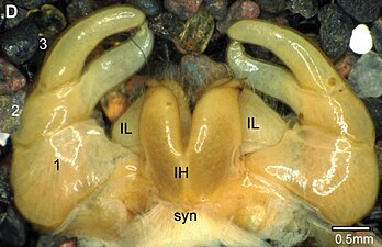 タマヤスデのオスのtelopods