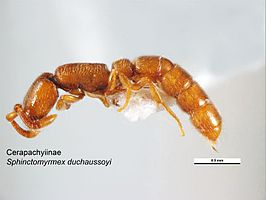 Sphinctomyrmex duchaussoyi