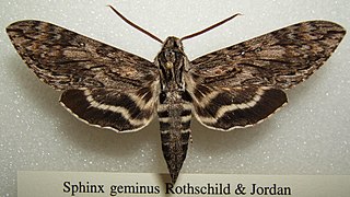 <i>Lintneria geminus</i> Species of moth