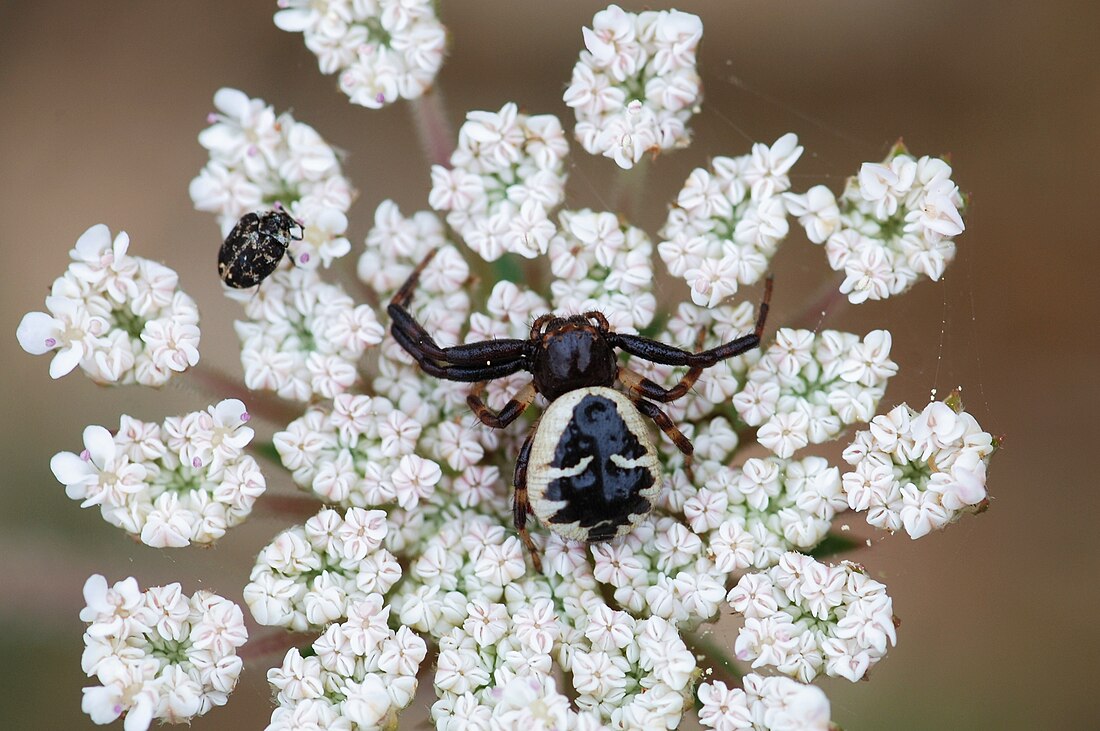 Synema (spider)