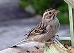 Thumbnail for Clay-colored sparrow