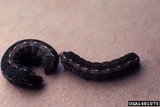 <i>Spodoptera latifascia</i> Species of moth