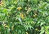 Spondias mombin (Leaves and fruits).jpg