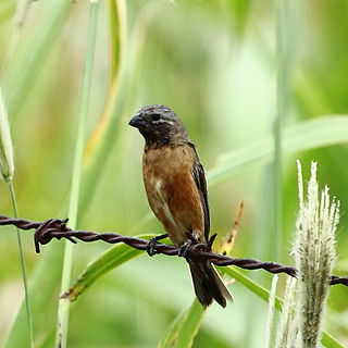 <span class="mw-page-title-main">Dark-throated seedeater</span> Species of bird