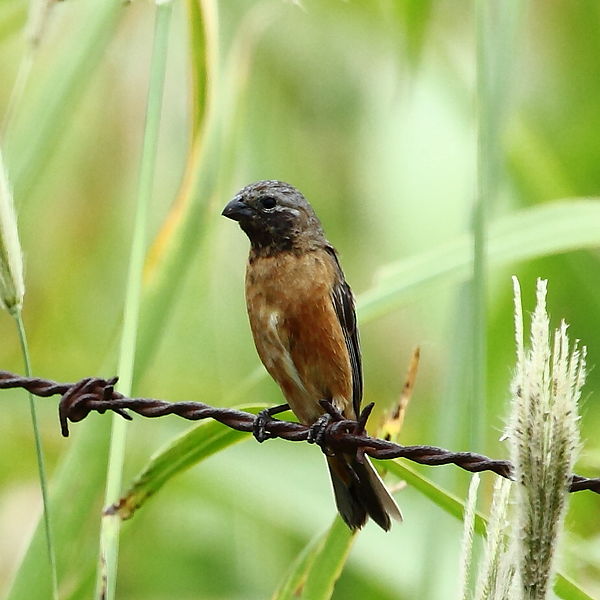 File:Sporophila ruficollis - Dark-throated Seedeater (male).JPG