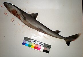 Squalus melanurus JNC2719 Body.JPG görüntüsünün açıklaması.