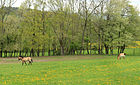 Čeština: Chov koní Převalského v Dolním Dobřejově, části Střezimíře English: Przewalski's horse in Dolní Dobřejov, part of Střezimíř, Czech Republic.