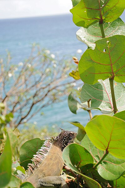 File:St Thomas Marriott Iguana 1.jpg