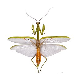 Stagmatoptera supplicaria MHNT-maskla vol.jpg