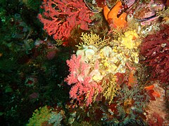 Starfish and Multi-coloured sea fan at Sunfish Pinnacle