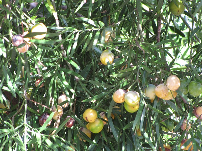 File:Starr-120403-4097-Afrocarpus falcatus-fruit and leaves-Kula-Maui (24842769840).jpg