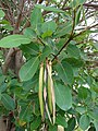 Tabebuia rosea (leaves)