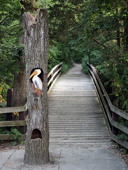 File:Starved-rock-pelican.jpg