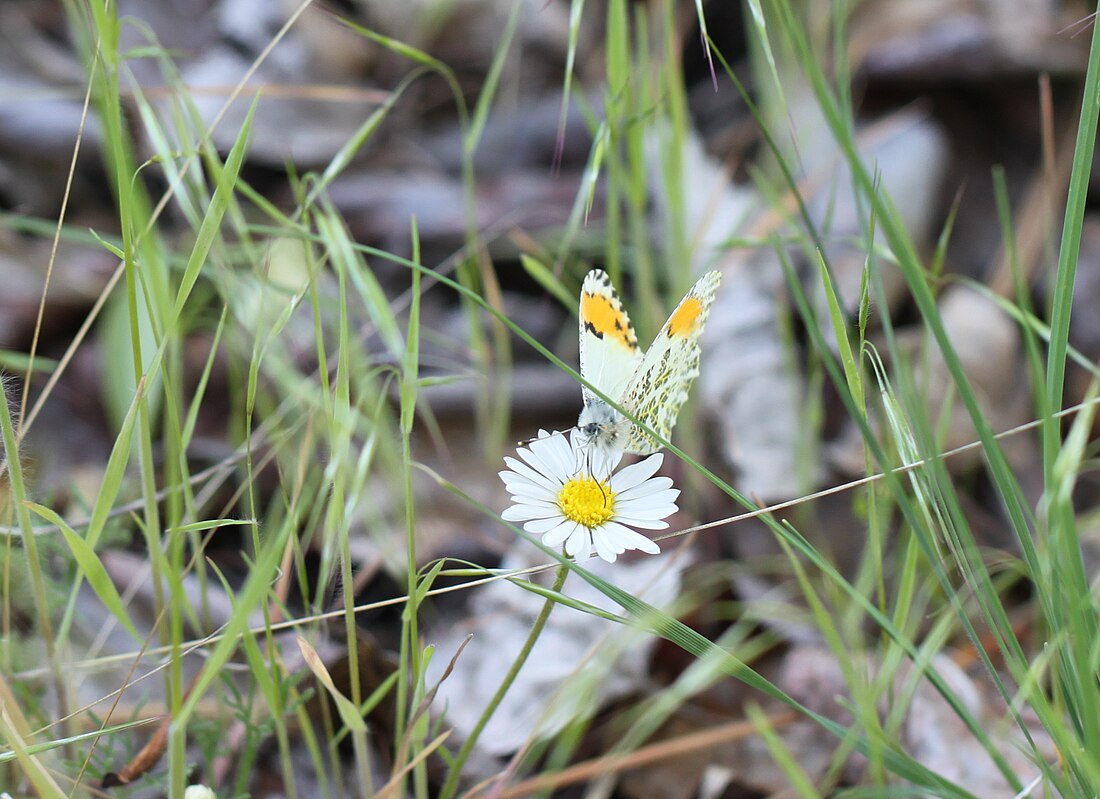 Anthocharis stella