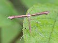 Stenoptilia pterodactyla (Linnaeus, 1761)