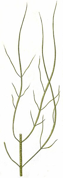 File:Striaria attenuata.jpg