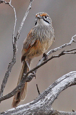 Ruohomaluri (Amytornis striatus)