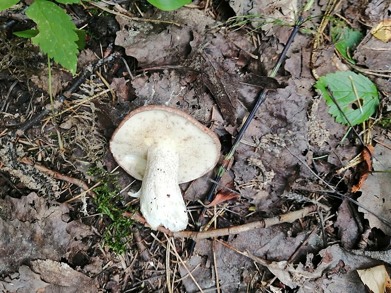 File:Suillus granulatus 90104504.jpg