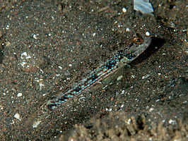 Acentrogobius pflaumii