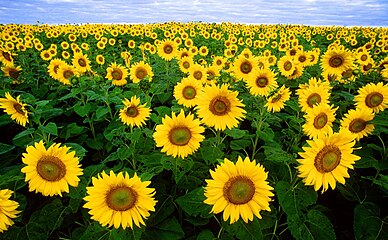 Helianthus annuus (Sunflower field)