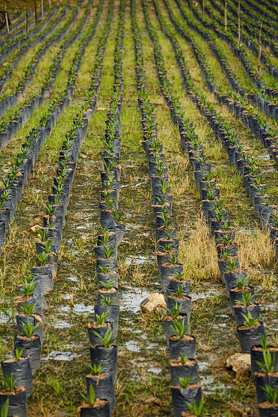 File:Sungai-Mangis Sabah Tamaco-Oil-Palm-Nursery-05.jpg