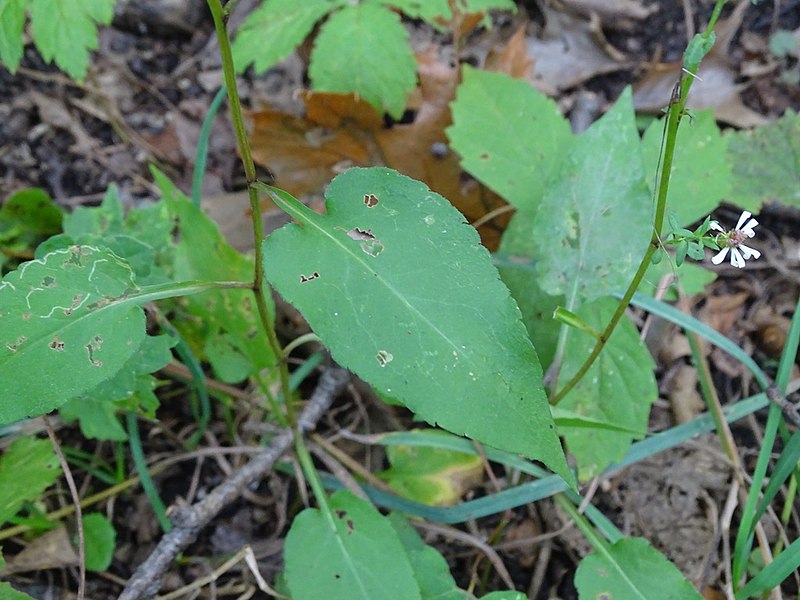 File:Symphyotrichum urophyllum leaf.jpg