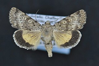 <i>Sympistis regina</i> Species of moth