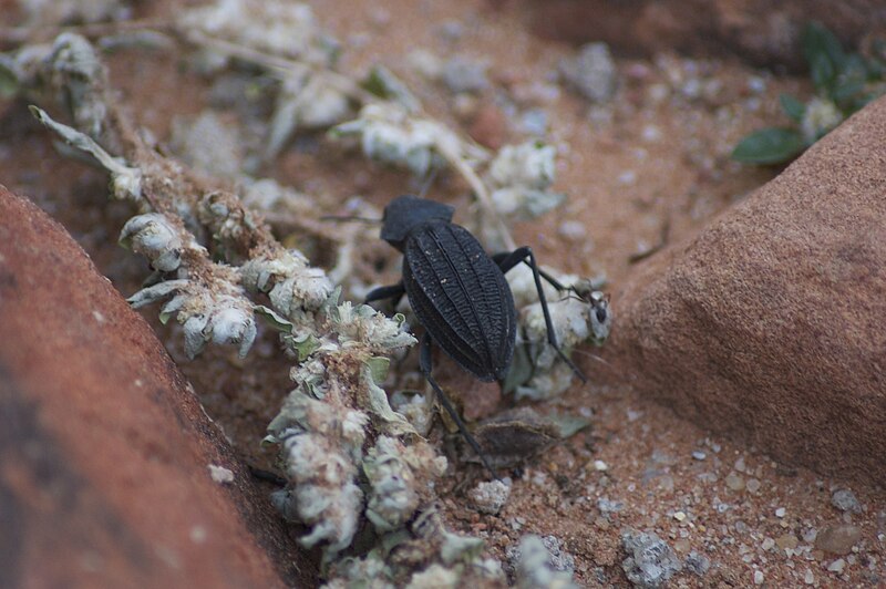 File:Ténébrion - Somaticus aeneus.jpg