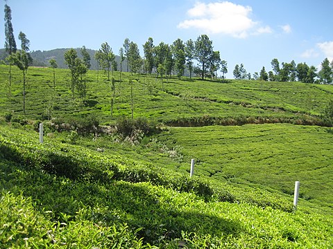 Ooty