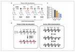 Miniatuur voor DNA-methylering