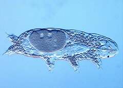 Description de l'image Tardigrade Acutuncus Antarcticus.jpg.