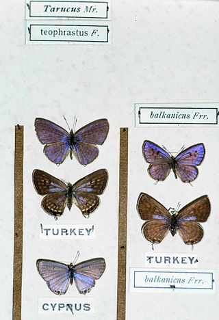 <i>Tarucus theophrastus</i> Species of butterfly