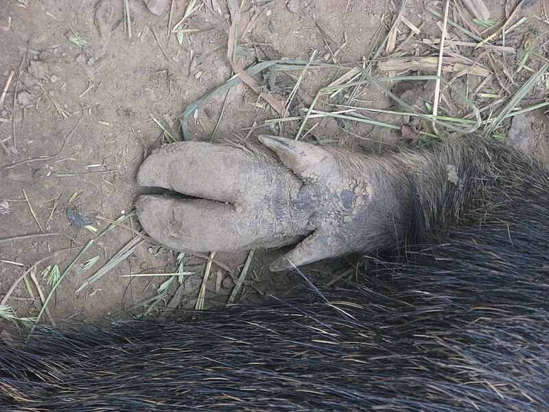 File:Tayassu pecari - feet.JPG