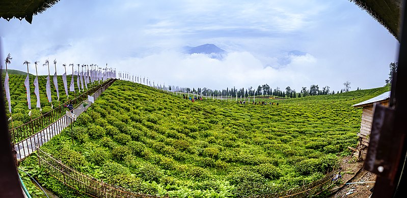 File:Temi Tea Garden Panoramic View.jpg