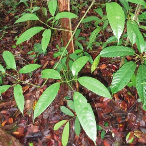 Beschrijving van de afbeelding Tetrastigma rafflesiae.png.