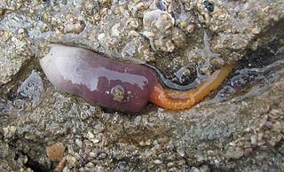 <i>Thalassema</i> Genus of annelid worms
