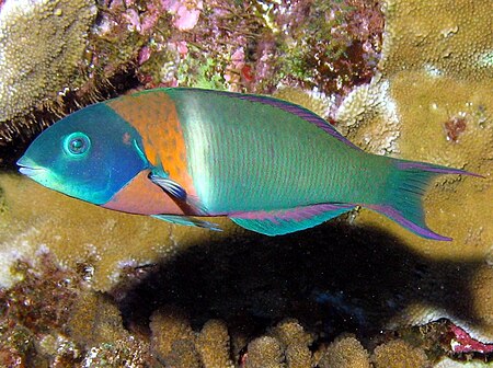 Thalassoma duperrey