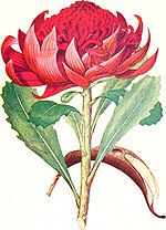 Thumbnail for File:The Australian flora in applied art (1915) (14784167192).jpg